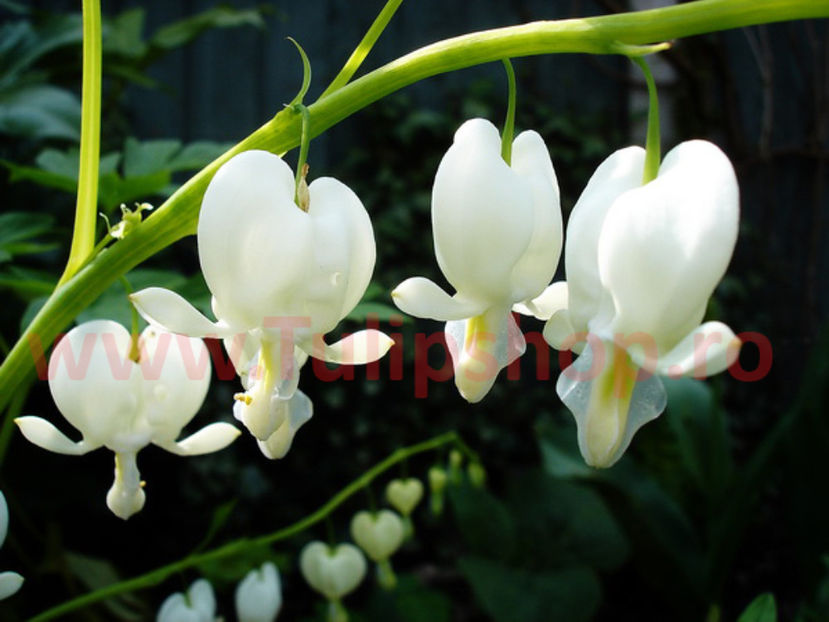 Bulbi Dicentra Spectabilis Alba (Cerceii Doamnei); Plantarea se face in perioada martie-aprilie. Va inflori in perioada mai-iulie. Prefera locurile insorite sau semiumbrite. Inaltimea maxima 60-70 cm. STOC EPUIZAT!
