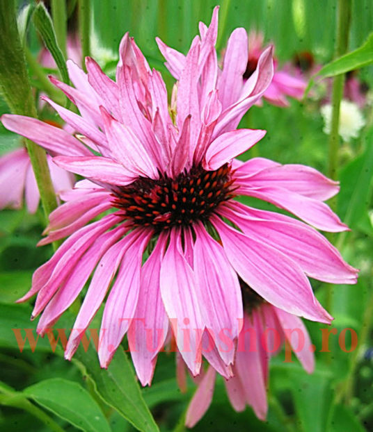 Bulbi Echinacea Double Decker; Plantarea se face in perioada martie-aprilie. Va inflori in perioada iunie-septembrie. Prefera locurile insorite sau semiumbrite. Inaltimea maxima 60-90 cm. STOC EPUIZAT!
