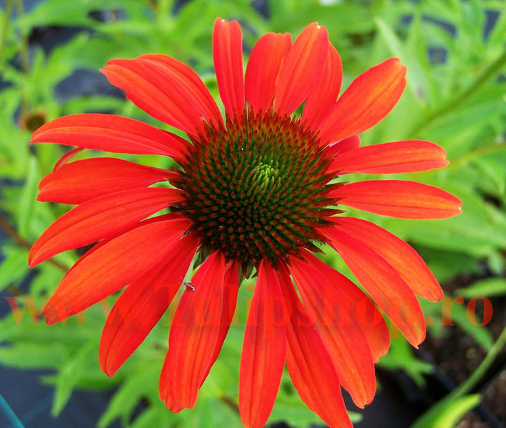 Bulbi Echinacea Red Magnus; Plantarea se face in perioada martie-aprilie. Va inflori in perioada iunie-septembrie. Prefera locurile insorite sau semiumbrite. Inaltimea maxima 60-90 cm. STOC EPUIZAT!

