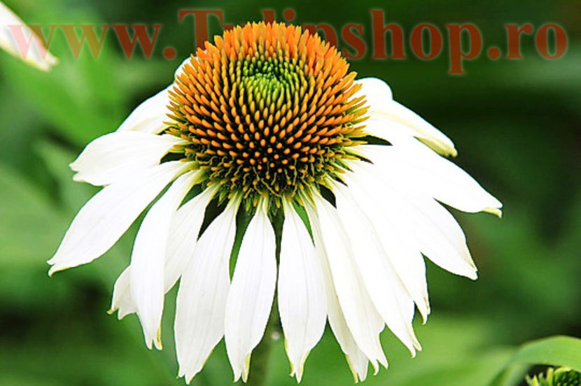 Bulbi Echinacea White Swan; Plantarea se face in perioada martie-aprilie. Va inflori in perioada iunie-septembrie. Prefera locurile insorite sau semiumbrite. Inaltimea maxima 60-90 cm. STOC EPUIZAT!
