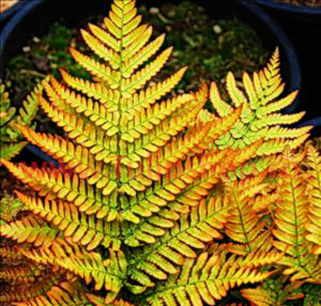Bulbi Feriga Brilliance; Plantarea se face in perioada martie-aprilie. Prefera locurile umbrite sau semiumbrite. Inaltimea maxima 30-40 cm. STOC EPUIZAT!
