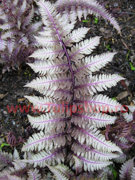 Bulbi Feriga Burgundy Lace; Plantarea se face in perioada martie-aprilie. Prefera locurile umbrite sau semiumbrite. Inaltimea maxima 30-40 cm. STOC EPUIZAT!
