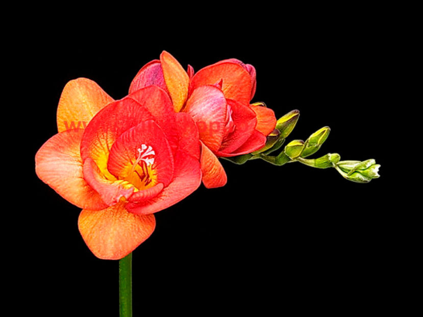 Bulbi Frezie Dubla Rosie; Plantarea se face in perioada martie-mai. Va inflori in perioada iulie-august. Prefera locurile insorite sau semiumbrite. Inaltimea maxima 40-60 cm. STOC EPUIZAT!
