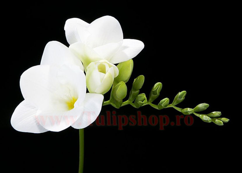 Bulbi Frezie Simpla Alba; Plantarea se face in perioada martie-mai. Va inflori in perioada iulie-august. Prefera locurile insorite sau semiumbrite. Inaltimea maxima 40-60 cm. STOC EPUIZAT!
