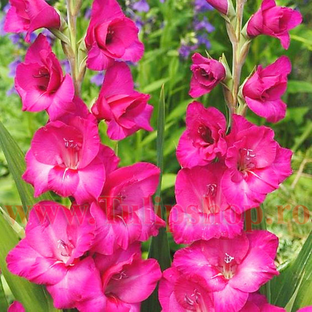 Bulbi Gladiole Kazimir; Plantarea se face in perioada martie-aprilie. Va inflori in perioada iunie-august. Prefera locurile insorite sau semiumbrite. Inaltimea maxima 100-120 cm. STOC EPUIZAT!
