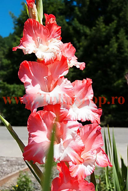 Bulbi Gladiole Pink Lady; Plantarea se face in perioada martie-aprilie. Va inflori in perioada iunie-august. Prefera locurile insorite sau semiumbrite. Inaltimea maxima 100-120 cm. STOC EPUIZAT!
