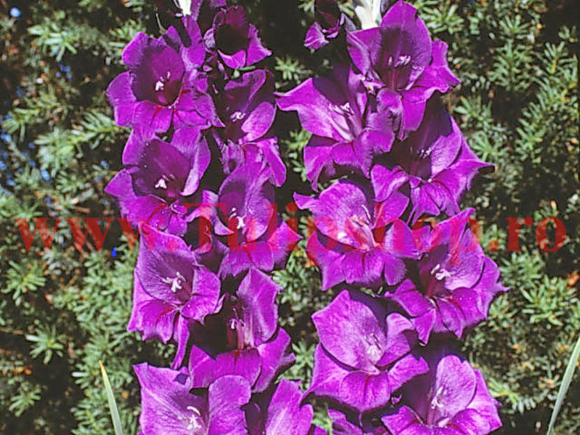 Bulbi Gladiole Purple Flora; Plantarea se face in perioada martie-aprilie. Va inflori in perioada iunie-august. Prefera locurile insorite sau semiumbrite. Inaltimea maxima 100-120 cm. STOC EPUIZAT!
