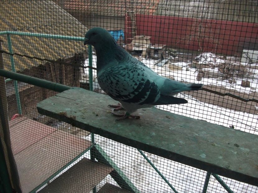 fata 1 an; fata 1 an
