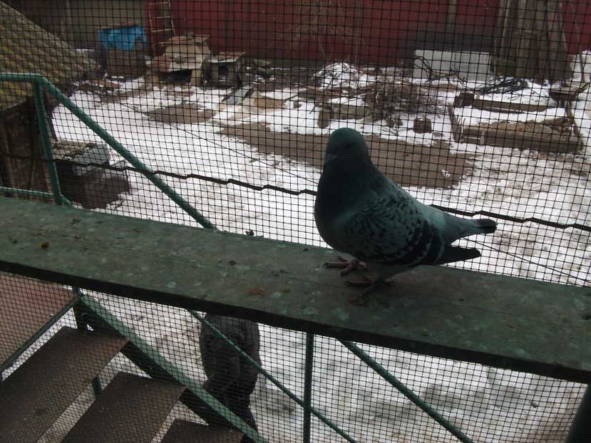 fata 1 an; fata 1 an
