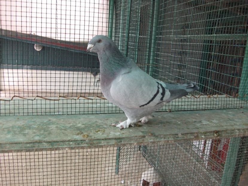 fata 1 an; fata 1 an
