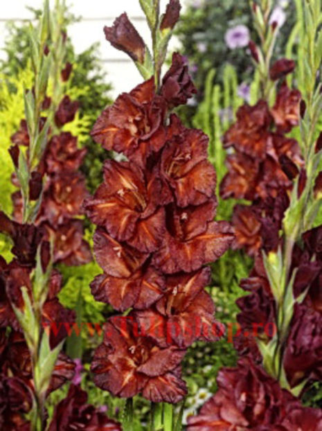 Bulbi Gladiole Chocolate; Plantarea se face in perioada martie-aprilie. Va inflori in perioada iunie-august. Prefera locurile insorite sau semiumbrite. Inaltimea maxima 125-145 cm. STOC EPUIZAT!
