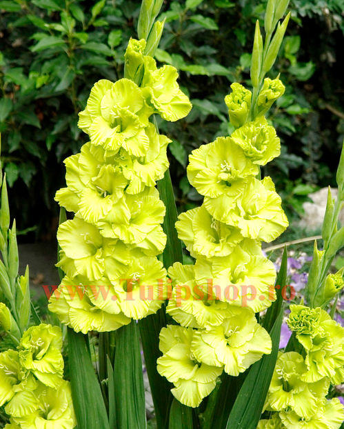 Bulbi Gladiole Green Star; Plantarea se face in perioada martie-aprilie. Va inflori in perioada iunie-august. Prefera locurile insorite sau semiumbrite. Inaltimea maxima 100-120 cm. STOC EPUIZAT!
