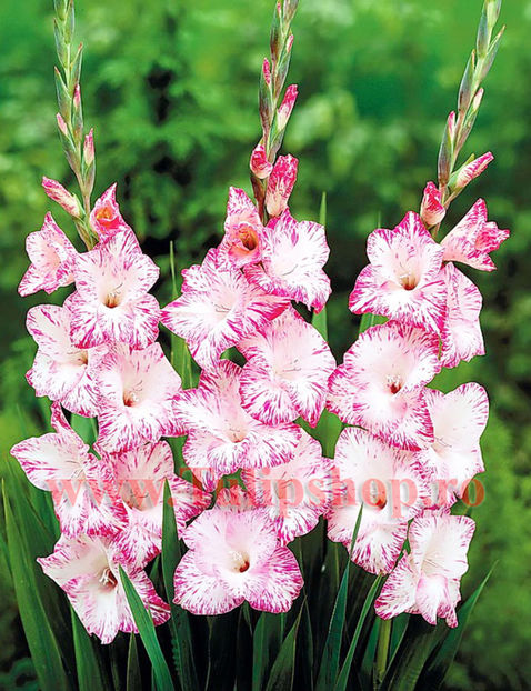 Bulbi Gladiole My Love; Plantarea se face in perioada martie-aprilie. Va inflori in perioada iunie-august. Prefera locurile insorite sau semiumbrite. Inaltimea maxima 100-120 cm. STOC EPUIZAT!
