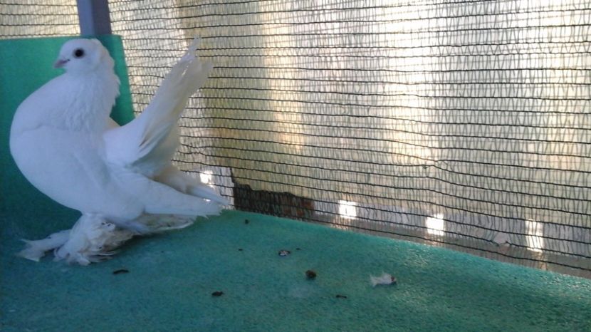 F 2012 CHOPKING; 250 lei