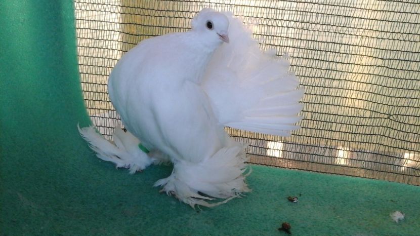 F 2012 CHOPKING; 250 lei; clema verde picior drept
