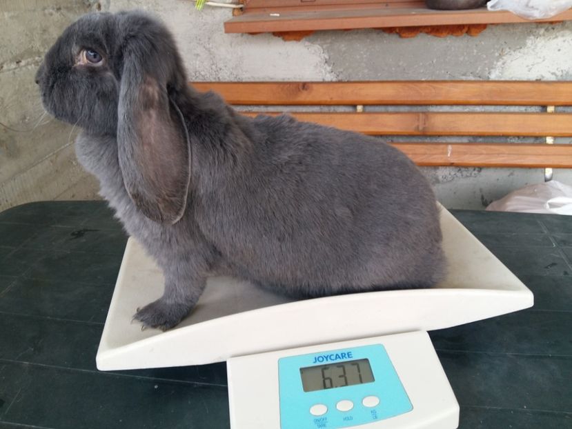 Alapteaza 7 pui de 1lun jum