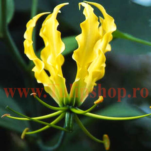 Bulbi Gloriosa Lutea; Atentie! Gloriosa este o planta perena exotica ce poate fi crescuta doar la interior.Inaltimea maxima 150-200 cm. STOC EPUIZAT!
