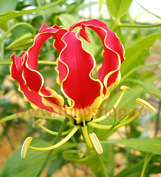 Bulbi Gloriosa Superba; Atentie! Gloriosa este o planta perena exotica ce poate fi crescuta doar la interior.Inaltimea maxima 150-200 cm. STOC EPUIZAT!
