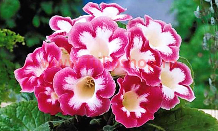 Bulbi Gloxinia Blanche de Meru; Atentie! Gloxinia este o planta de interior. Inaltimea maxima 20-30 cm. STOC EPUIZAT!
