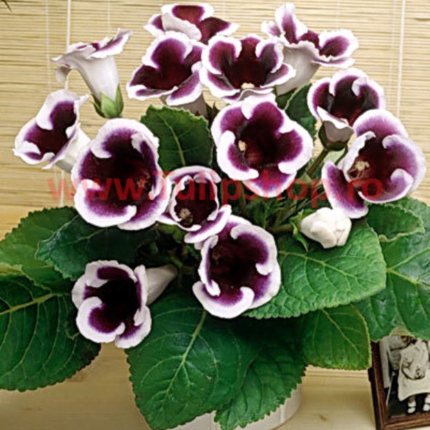Bulbi Gloxinia Kaiser Wilhelm; Atentie! Gloxinia este o planta de interior. Inaltimea maxima 20-30 cm. STOC EPUIZAT!
