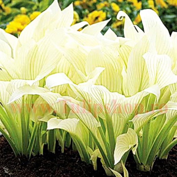 Bulbi Hosta White Feather (Crin toamna); Marime bulb I . Inaltime 30-40cm. STOC EPUIZAT!
