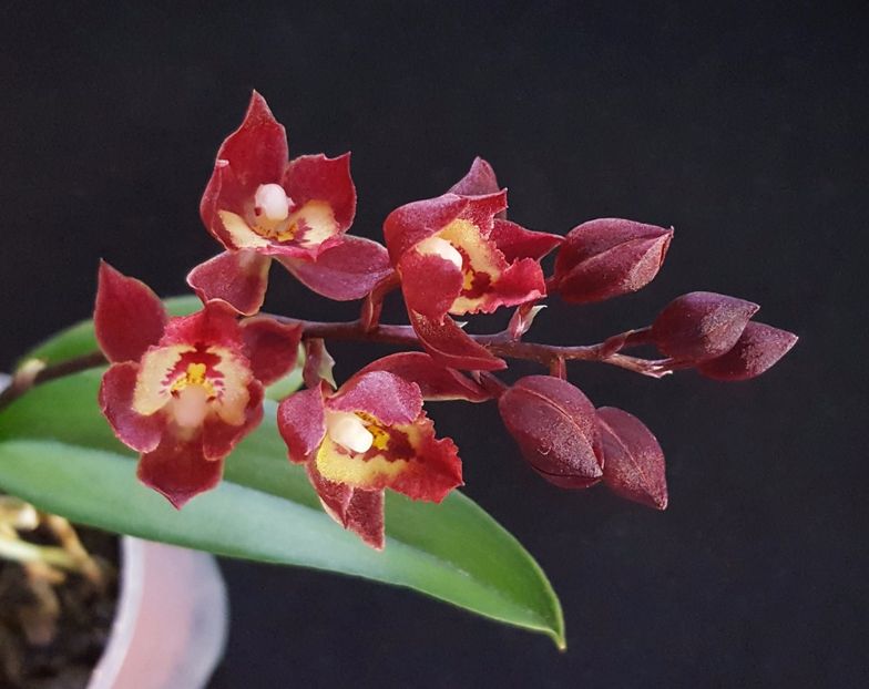 Meshaara Chian-Tzy Ruby CT-Golden Chocolate