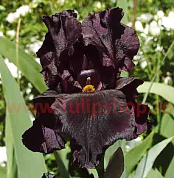 Bulbi Iris Black Night (Stanjenel); Plantarea se face in perioada martie-mai. Va inflori in perioada mai-iulie. Prefera locurile insorite, dar se descurca si in cele semiumbrite. Inaltimea maxima 70-80 cm. STOC EPUIZAT!
