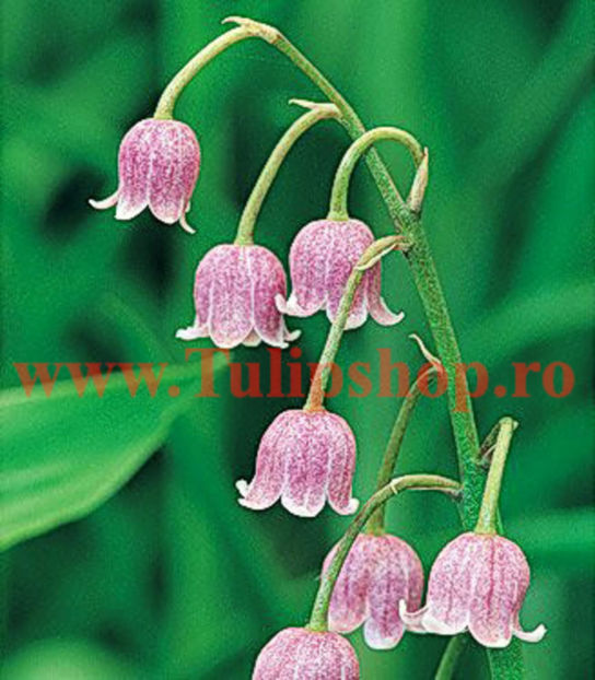 Bulbi Lacramioare Rosea (Convallaria); Plantarea se face in perioada martie-aprilie. Va inflori in perioada mai-iunie. Prefera locurile insorite, dar se descurca si in cele semiumbrite. Inaltimea maxima 20-30 cm. STOC EPUIZAT!
