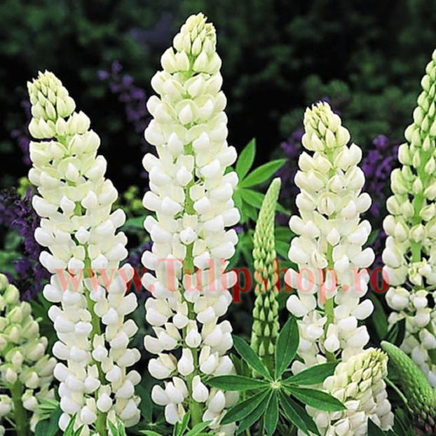 Bulbi Lupin Alb; Plantarea se face in perioada martie-aprilie. Va inflori in perioada iunie - septembrie. Prefera locurile insorite, dar se descurca si in cele semiumbrite. Inaltimea maxima 80-100 cm. STOC EPUIZAT!

