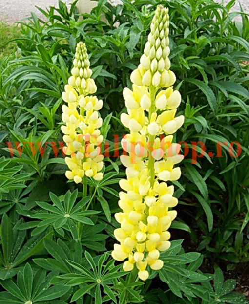 Bulbi Lupin Galben; Plantarea se face in perioada martie-aprilie. Va inflori in perioada iunie - septembrie. Prefera locurile insorite, dar se descurca si in cele semiumbrite. Inaltimea maxima 80-100 cm. STOC EPUIZAT!
