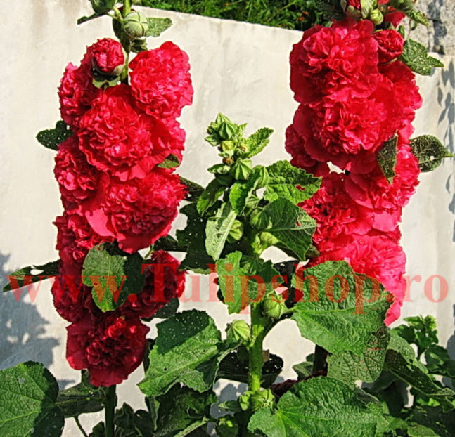 Bulbi Nalba Chaters Scarlet (Alcea); Plantarea se face in perioada martie-aprilie. Va inflori in perioada iunie-septembrie. Prefera locurile insorite, dar se descurca si in cele semiumbrite. Inaltimea maxima 100-150 cm. STOC EPUIZAT!
