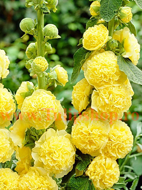 Bulbi Nalba Chaters Yellow (Alcea) - Bulbi Flori Primavara 2017