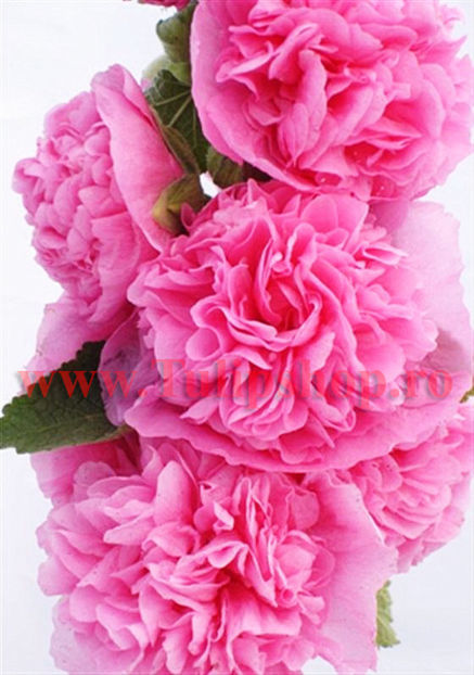 Bulbi Nalba Chaters Pink (Alcea); Plantarea se face in perioada martie-aprilie. Va inflori in perioada iunie-septembrie. Prefera locurile insorite, dar se descurca si in cele semiumbrite. Inaltimea maxima 100-150 cm. STOC EPUIZAT!
