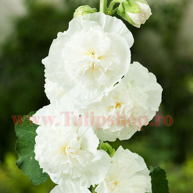 Bulbi Nalba Chaters White (Alcea); Plantarea se face in perioada martie-aprilie. Va inflori in perioada iunie-septembrie. Prefera locurile insorite, dar se descurca si in cele semiumbrite. Inaltimea maxima 100-150 cm. STOC EPUIZAT!
