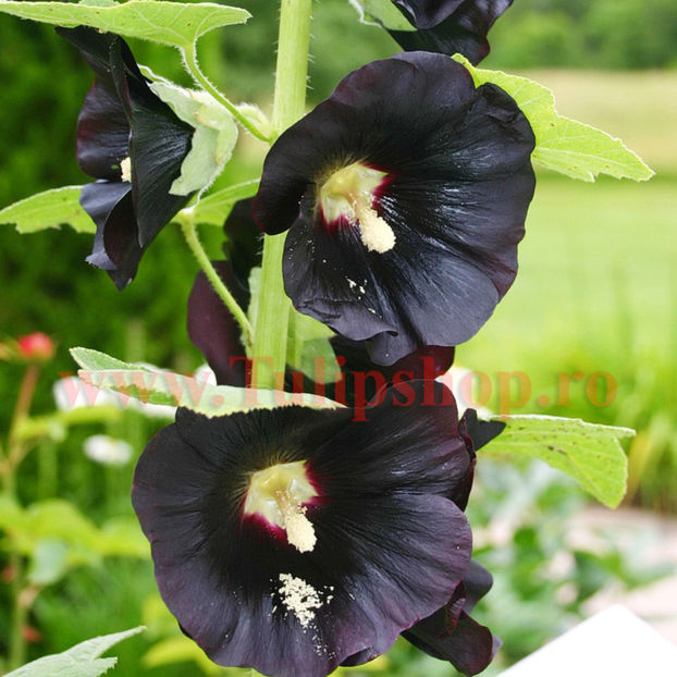 Bulbi Nalba Nigra (Alcea); Plantarea se face in perioada martie-aprilie. Va inflori in perioada iunie-septembrie. Prefera locurile insorite, dar se descurca si in cele semiumbrite. Inaltimea maxima 100-150 cm. STOC EPUIZAT!
