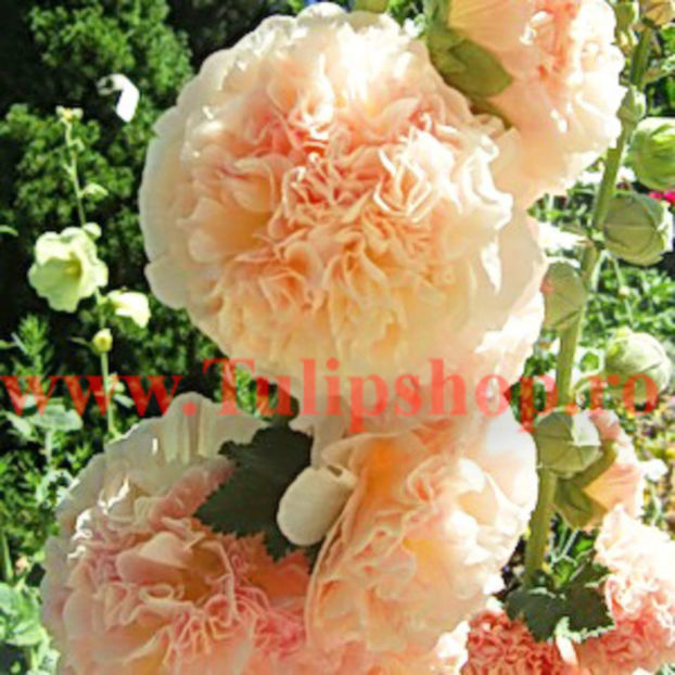 Bulbi Nalba Salmon Queen (Alcea); Plantarea se face in perioada martie-aprilie. Va inflori in perioada iunie-septembrie. Prefera locurile insorite, dar se descurca si in cele semiumbrite. Inaltimea maxima 100-150 cm. STOC EPUIZAT!
