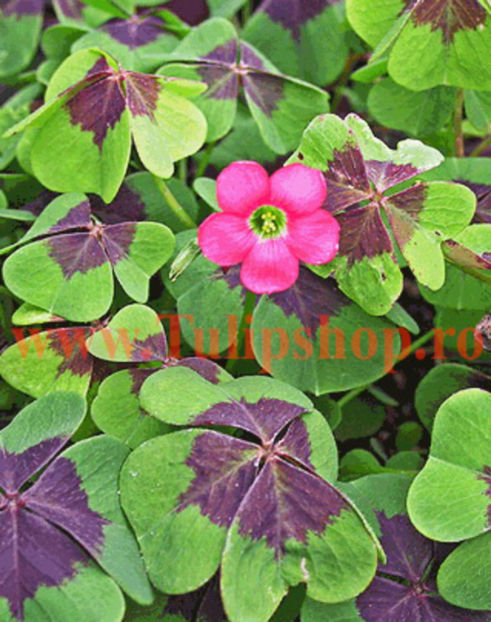 Bulbi Oxalis Iron Cross (Trifoi); Plantarea se face in perioada martie-aprilie. Va inflori in perioada iunie-octombrie. Prefera locurile insorite, dar se descurca si in cele semiumbrite. Inaltimea maxima 20-30 cm. STOC EPUIZAT!
