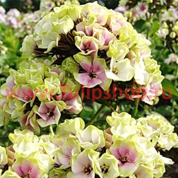 Bulbi Phlox Sherbet Blend; Plantarea se face in perioada martie-mai. Va inflori in perioada iunie-septembrie. Prefera locurile insorite, dar se descurca si in cele semiumbrite. Inaltimea maxima 80-110cm. STOC EPUIZAT!
