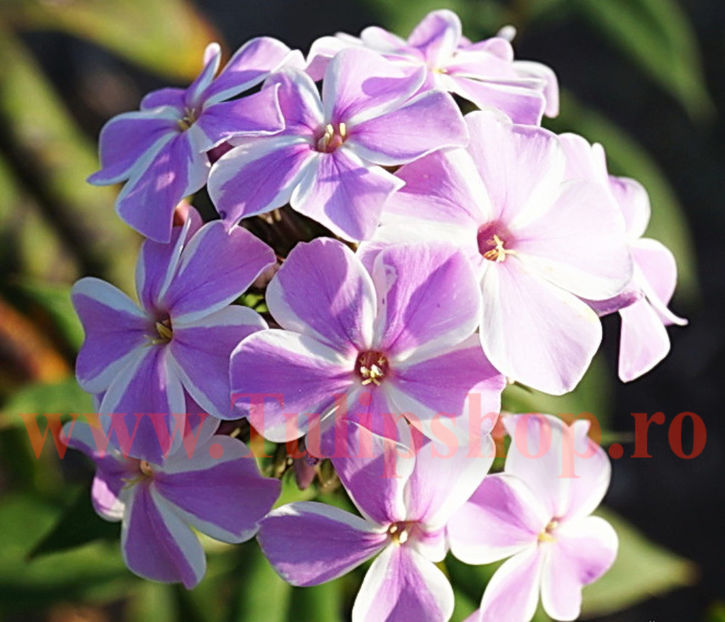 Bulbi Phlox All in One; Plantarea se face in perioada martie-mai. Va inflori in perioada iunie-septembrie. Prefera locurile insorite, dar se descurca si in cele semiumbrite. Inaltimea maxima 80-110cm. STOC EPUIZAT!
