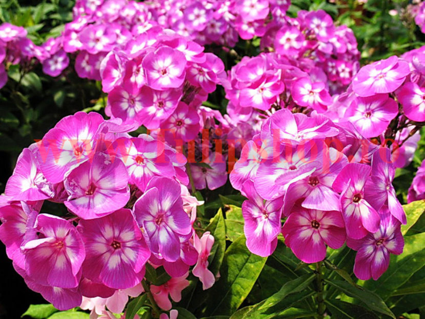 Bulbi Phlox Laura; Plantarea se face in perioada martie-mai. Va inflori in perioada iunie-septembrie. Prefera locurile insorite, dar se descurca si in cele semiumbrite. Inaltimea maxima 80-110cm. STOC EPUIZAT!
