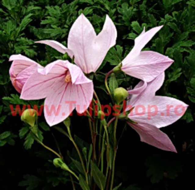 Bulbi Platycodon Fuji Pink (Floare balon); Plantarea se face in perioada martie-aprilie. Va inflori in perioada mai-iulie. Prefera locurile insorite, dar se descurca si in cele semiumbrite. Inaltimea maxima 20-30 cm. STOC EPUIZAT!
