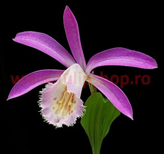 Bulbi Pleione Formosana (Orhidee); Plantarea se face in perioada martie-aprilie. Va inflori in perioada aprilie-mai. Prefera locurile insorite, dar se descurca si in cele semiumbrite. Inaltimea maxima 15-20 cm. STOC EPUIZAT!
