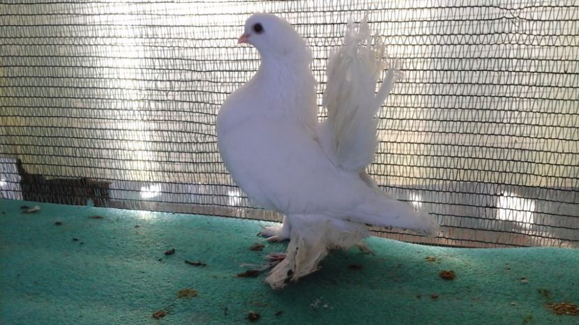 F 7456, 2016, 250 lei - au fost VANDUTI