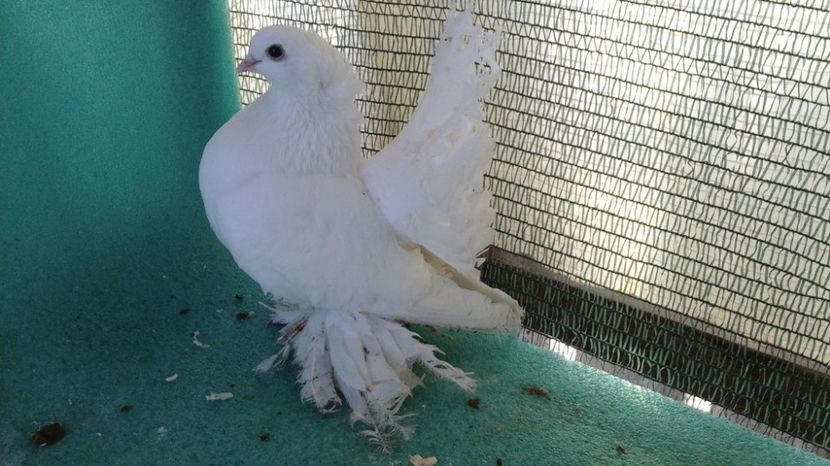 F 7456, 2016, 250 lei - au fost VANDUTI