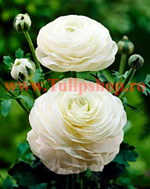 Bulbi Ranunculus Alb (Piciorul Cocosului); Plantarea se face in perioada martie-aprilie. Va inflori in perioada aprilie-iunie. Prefera locurile insorite, dar se descurca si in cele semiumbrite. Inaltimea maxima 20-30 cm. STOC EPUIZAT!
