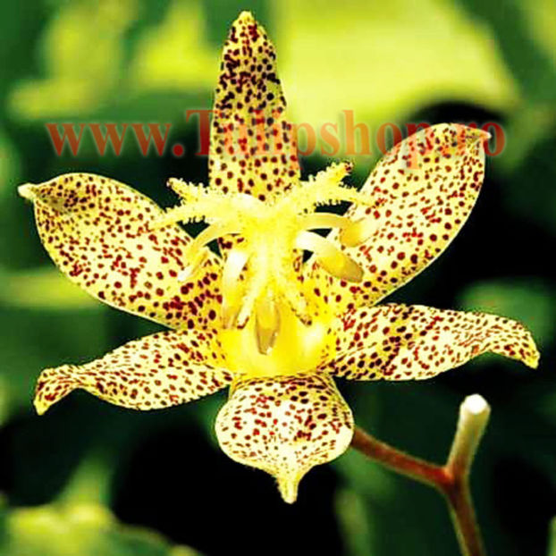 Bulbi Tricyrtis Golden Festival (Orhidee); Plantarea se face in perioada martie-aprilie. Va inflori in perioada iunie-august. Prefera locurile insorite, dar se descurca si in cele semiumbrite. Inaltimea maxima 50-80 cm. STOC EPUIZAT!
