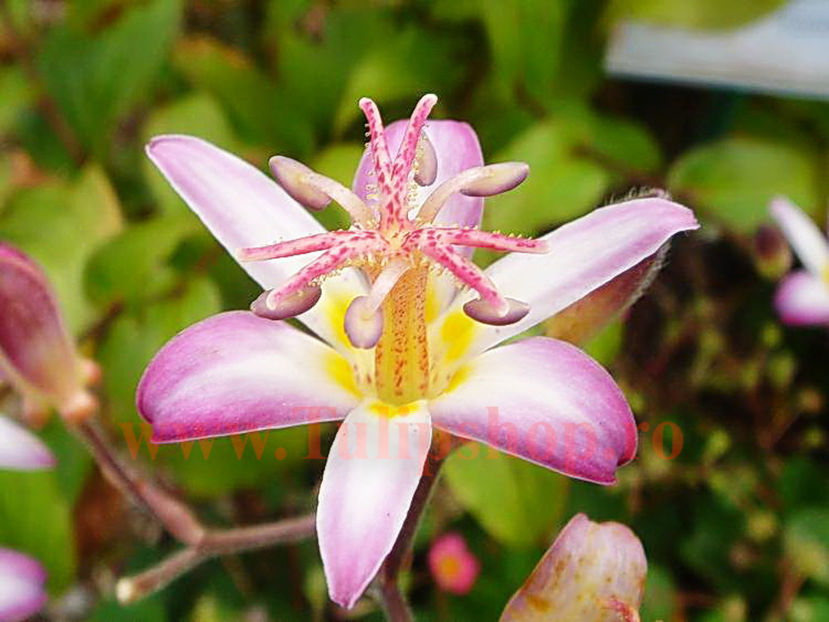 Bulbi Tricyrtis Tojen (Orhidee); Plantarea se face in perioada martie-aprilie. Va inflori in perioada iunie-august. Prefera locurile insorite, dar se descurca si in cele semiumbrite. Inaltimea maxima 50-80 cm. STOC EPUIZAT!
