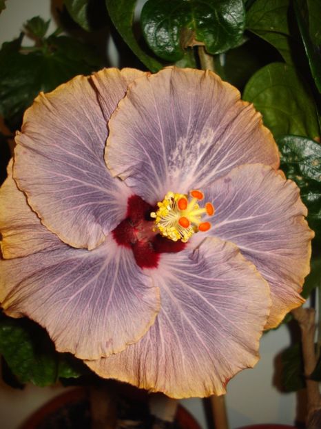  - Hibiscus Tahitian Moody Blue