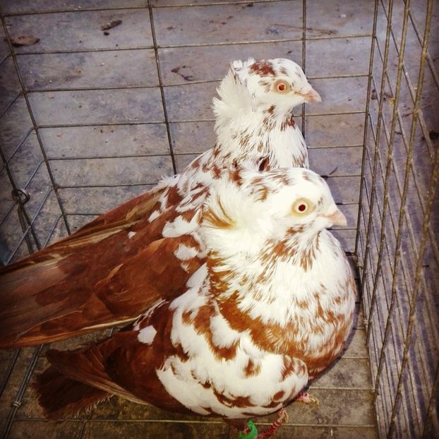 <script type="text/javascript" charset="utf-8">(function(){(function(f){function g(b){b=