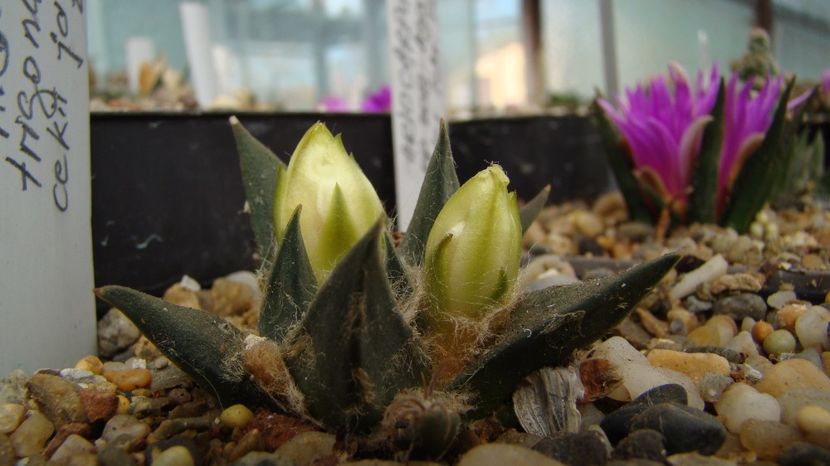 A. trigonus - Ariocarpus